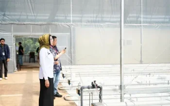 Smart Greenhouse Jadi Model Baru Inovasi Pangan Berkelanjutan
